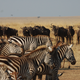 Illustration for article titled Out of Africa. Mini Migration Edition